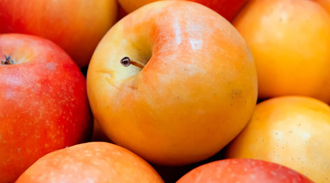 Bring Back the Fruit: Healing from The Imperfections of Life
